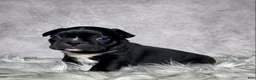 Mixed Breed dogs for sale: Mr Milo - Ad 5