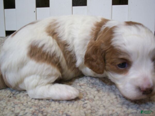 Cavapoo dogs Buzz - Ad 1