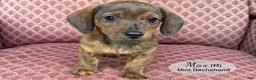 Miniature Dachshund dogs for sale: Max - Ad 3