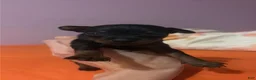 Miniature Pinscher dogs for sale: Miniature Pinscher 2 - Ad 9