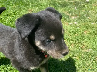 Goberian dogs Amber - Ad 2
