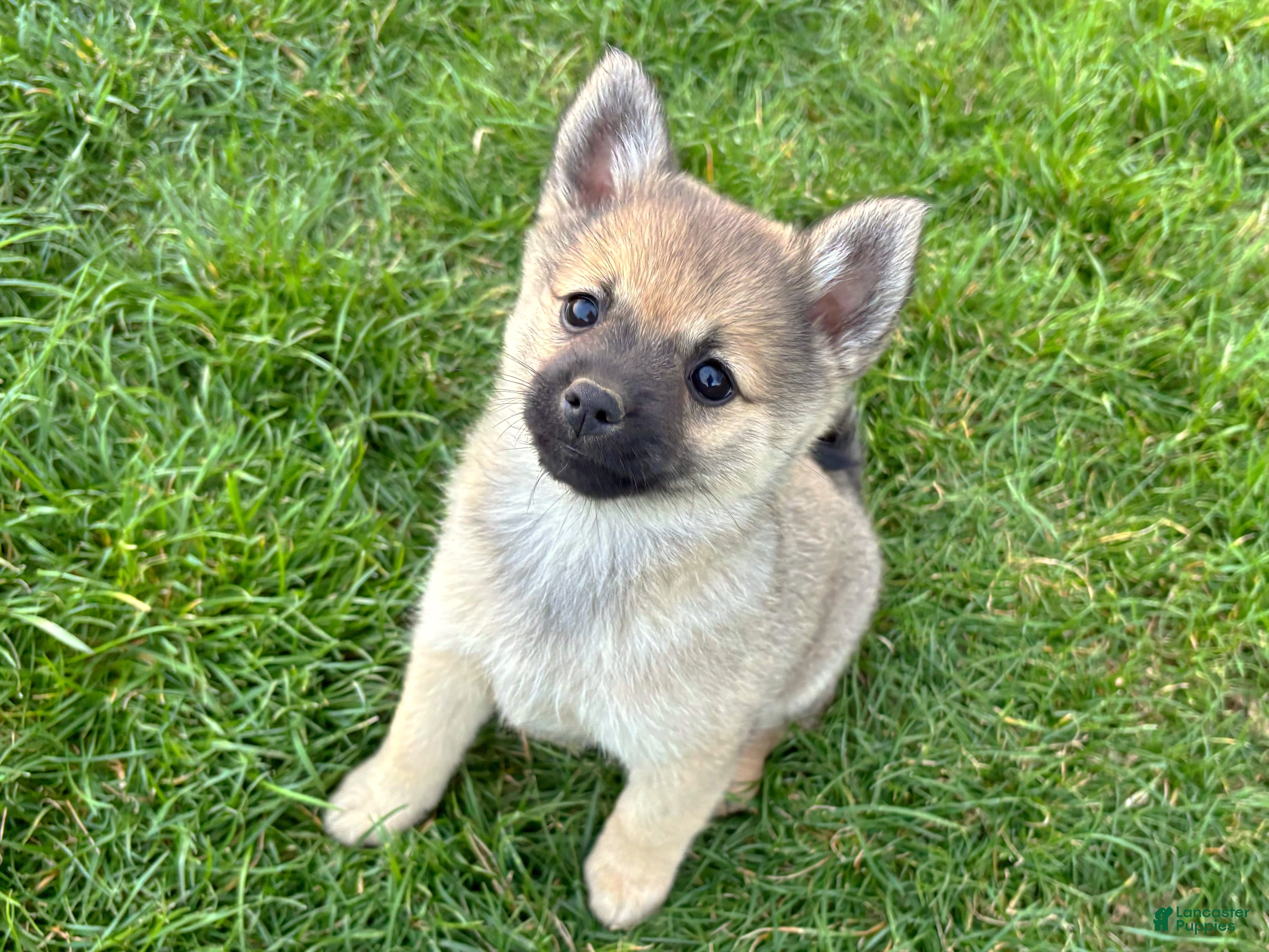 Mixed Breed dogs Princess Peach - Ad 1