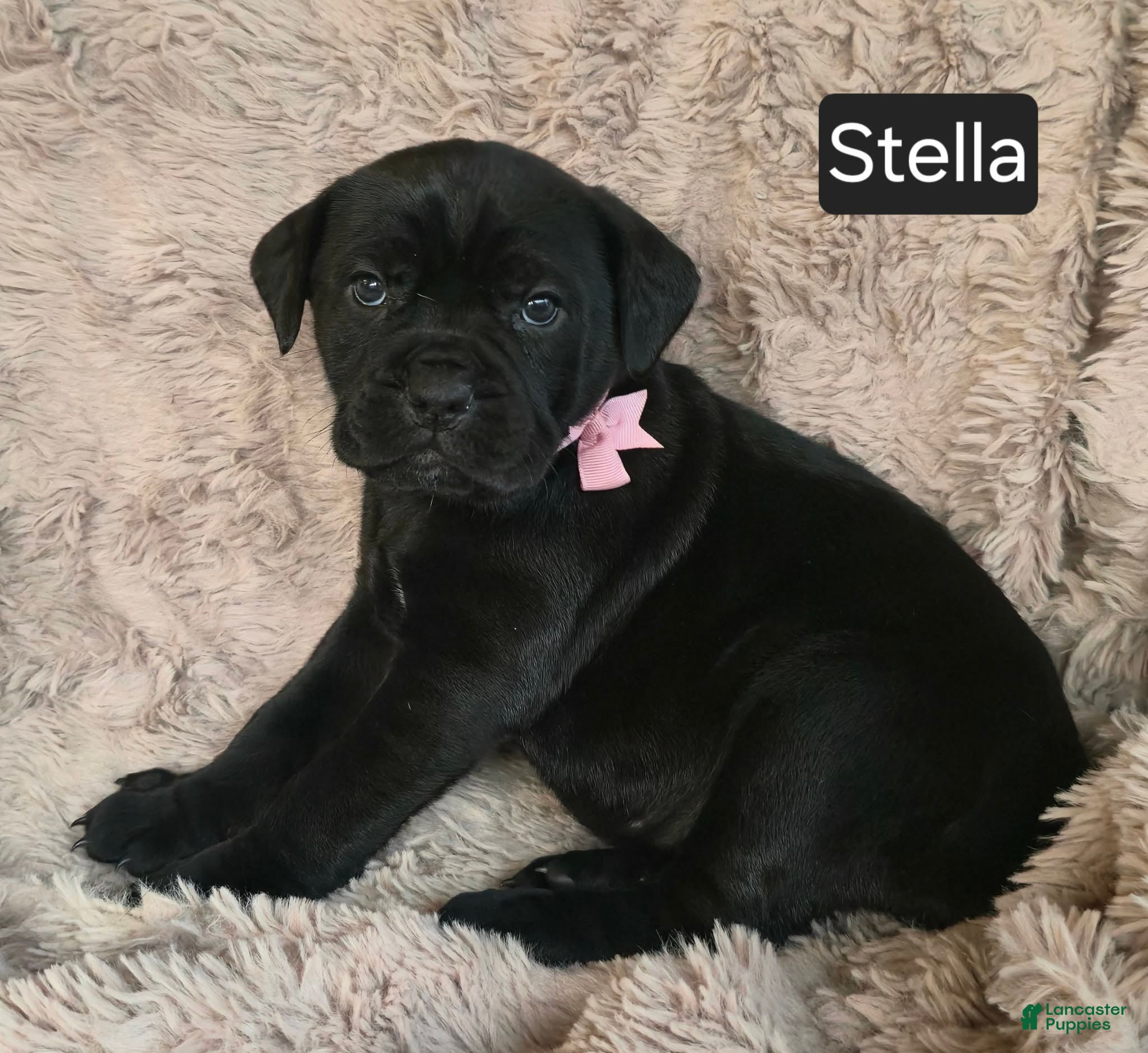 Cane Corso dogs Stella - Ad 20