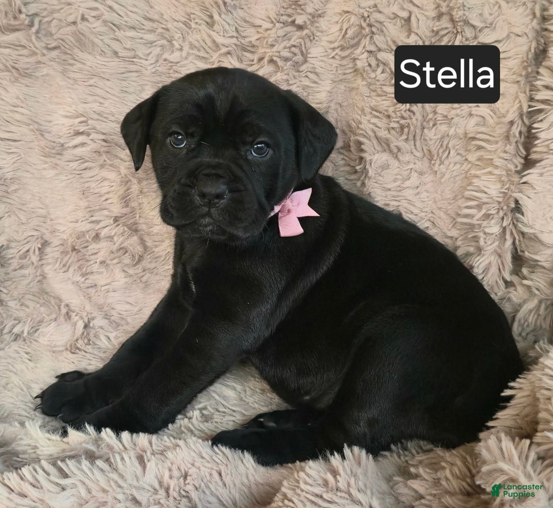 Cane Corso dogs for sale: Stella - Ad 1