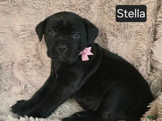 Cane Corso dogs Stella - Ad 20