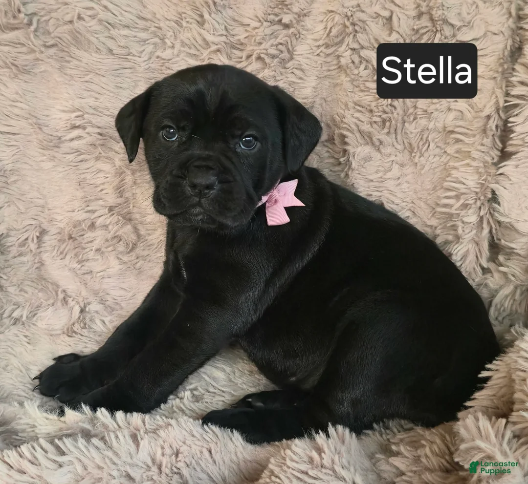 Cane Corso dogs for sale: Stella - Ad 10