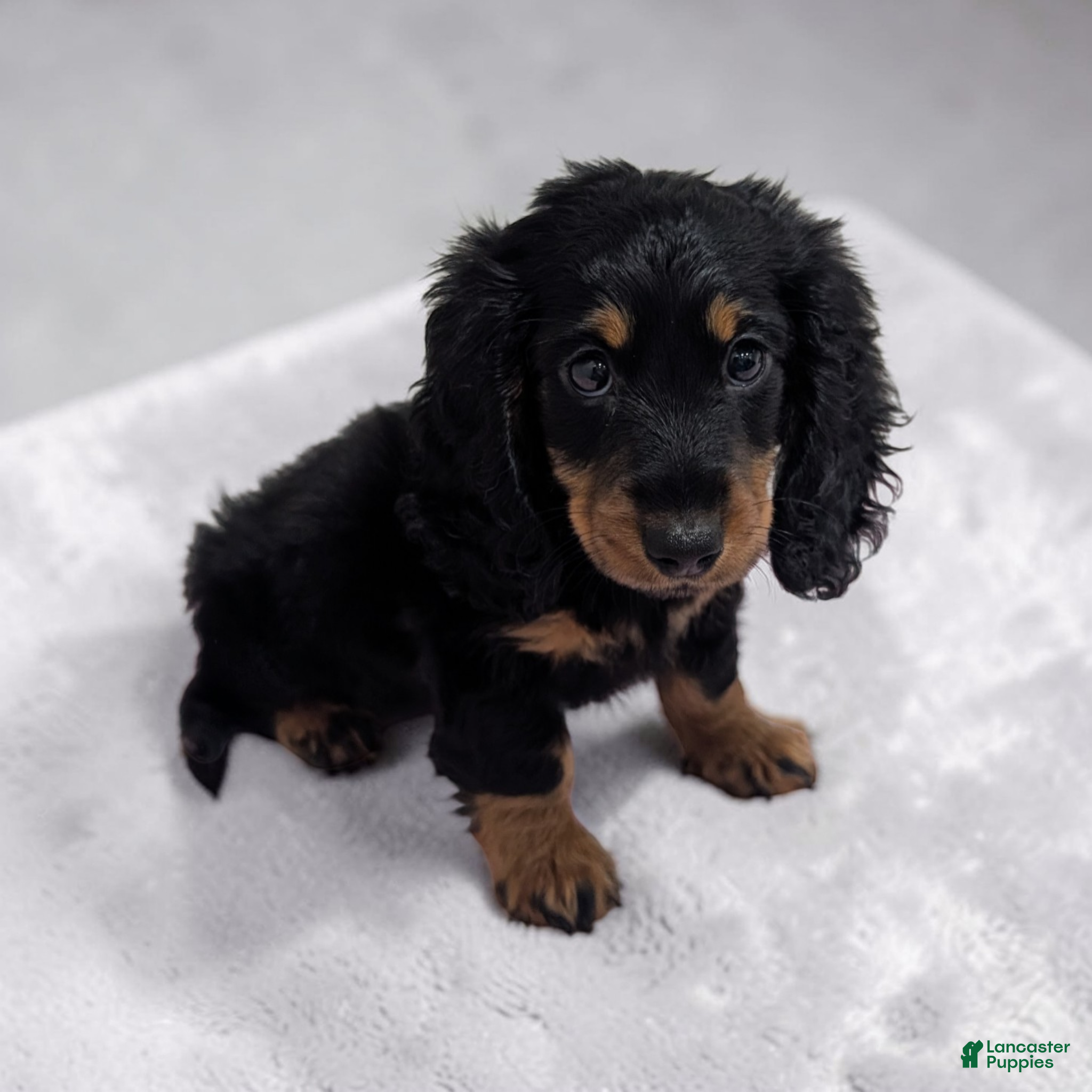 Miniature Dachshund dogs Sandy - Ad 2
