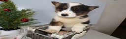 Welsh Corgi Pembroke dogs for sale: Welsh Corgi Pembroke Puppy 6 Beno - Ad 1