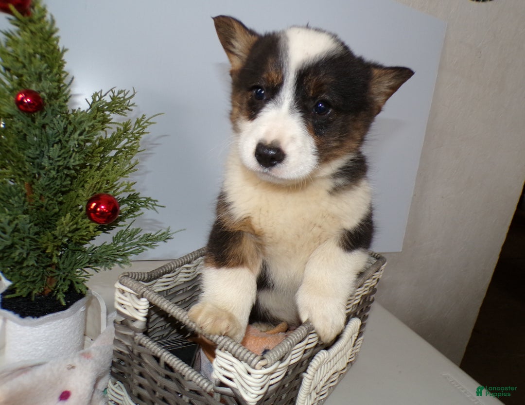 Welsh Corgi Pembroke dogs for sale: Welsh Corgi Pembroke Puppy 6 Beno - Ad 1