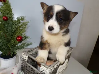 Welsh Corgi Pembroke dogs Welsh Corgi Pembroke Puppy 6 Beno - Ad 3