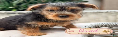 Yorkshire Terrier 2