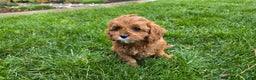 Cavapoo dogs for sale: Jill - Ad 2