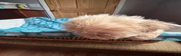 Shih Tzu dogs for sale: Bella  - Ad 5