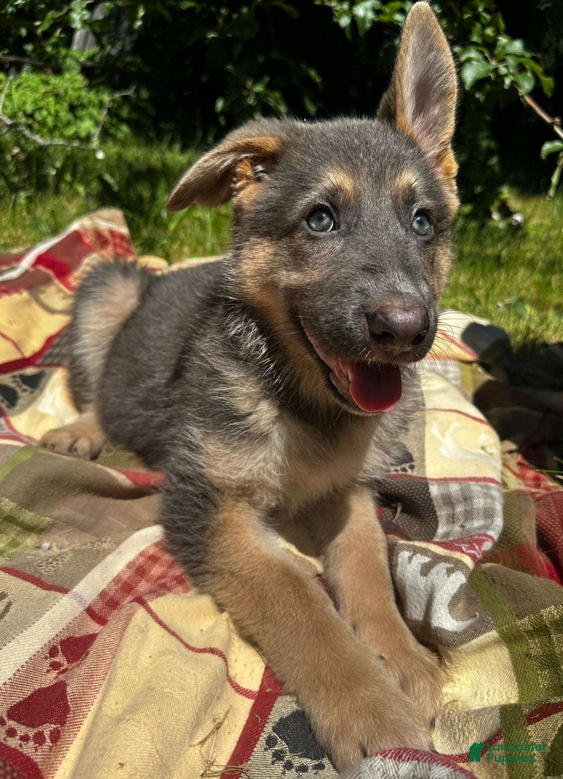 German Shepherd dogs Seraphina - Ad 9