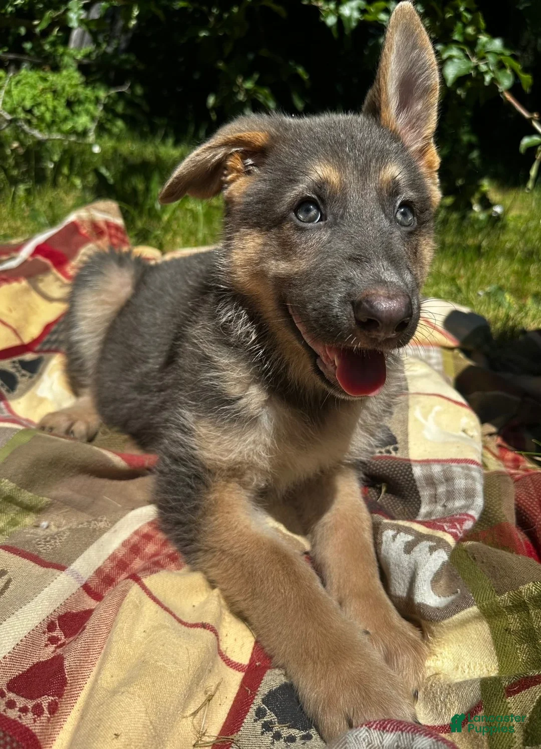 German Shepherd dogs for sale: Seraphina - Ad 1