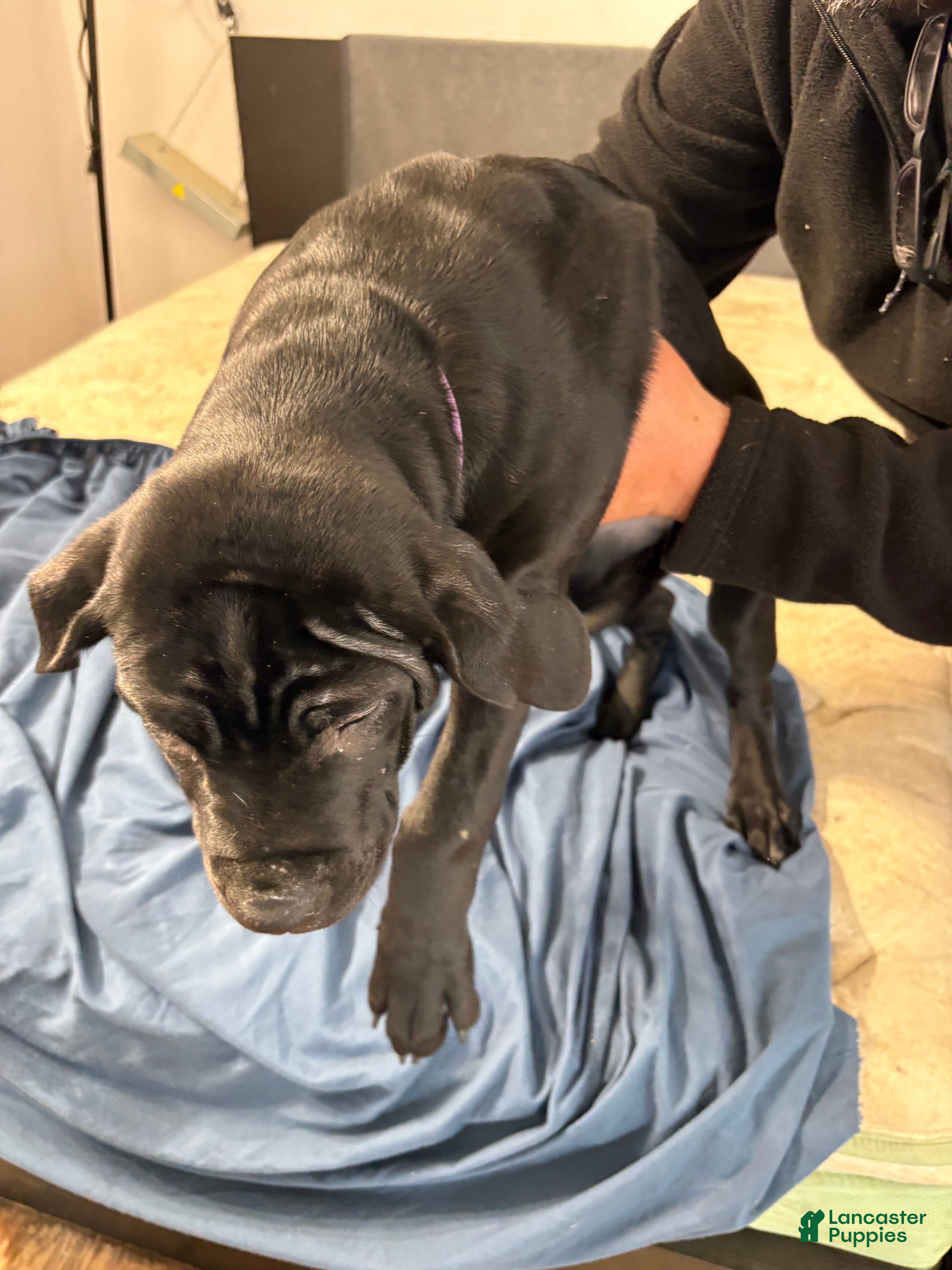 Mixed Breed dogs Mixed Breed Puppy 3 - Ad 1