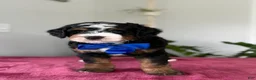 Mini Bernedoodle dogs for sale: Lake - Ad 1