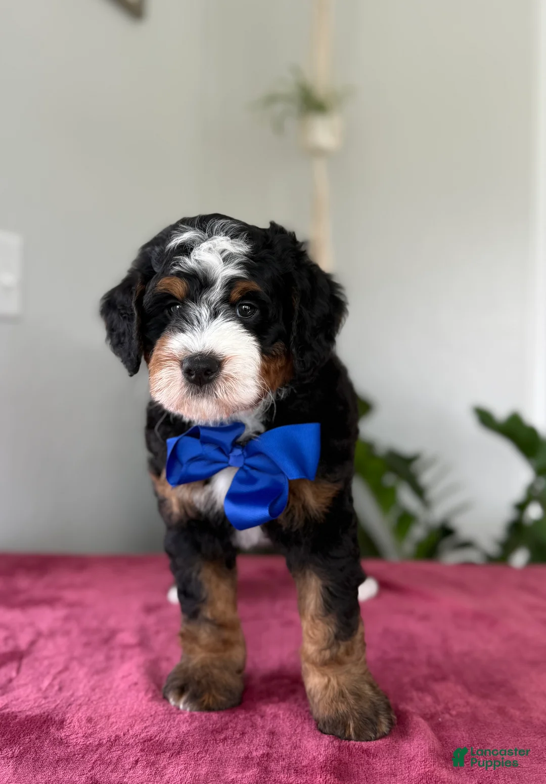 Mini Bernedoodle dogs for sale: Lake - Ad 1