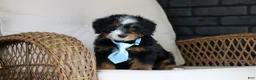 Mini Bernedoodle dogs for sale: Sawyer - Ad 9