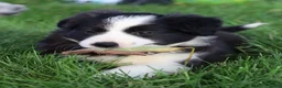 Border Collie dogs for sale: Oakley - Ad 5