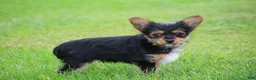 Yorkshire Terrier dogs for sale: Cairo - Ad 2
