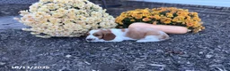 Welsh Springer Spaniel dogs for sale: Luna - Ad 13