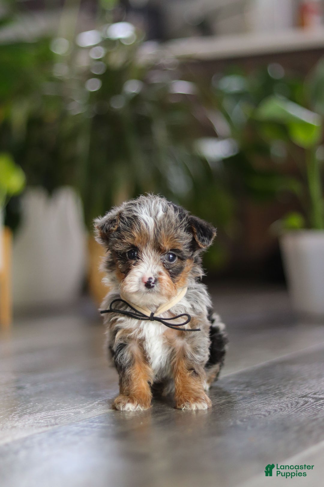 Yorkiepoo dogs for sale: Sauvage - Ad 5