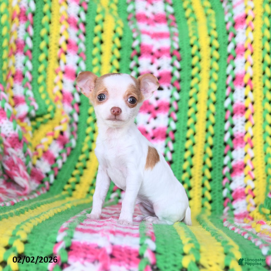 Chihuahua dogs Leo - Ad 39