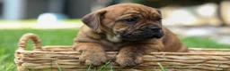 Beabull dogs for sale: Avery ❤️ - Ad 13