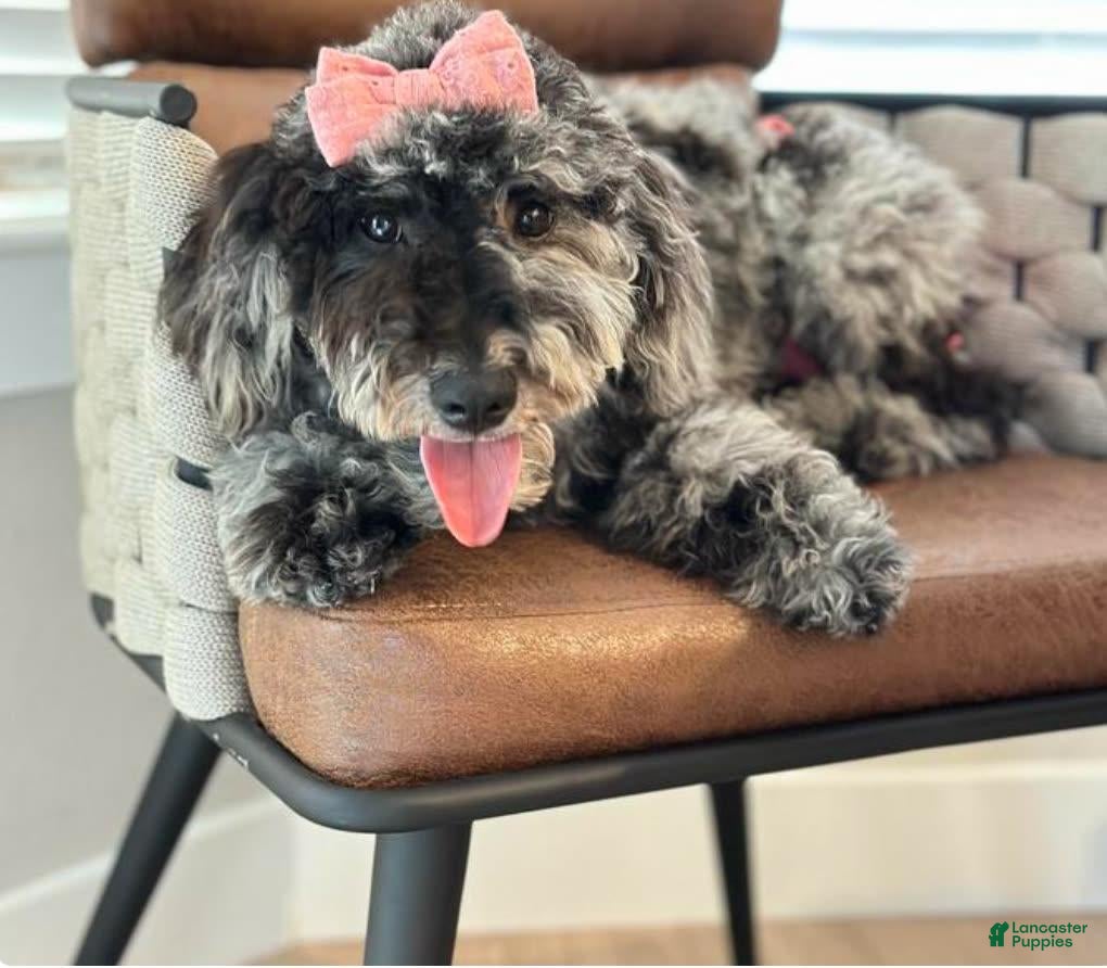 Goldendoodle dogs K Purple Girl - Ad 2