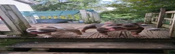American Bully dogs for sale: American Bully 2 - Ad 11