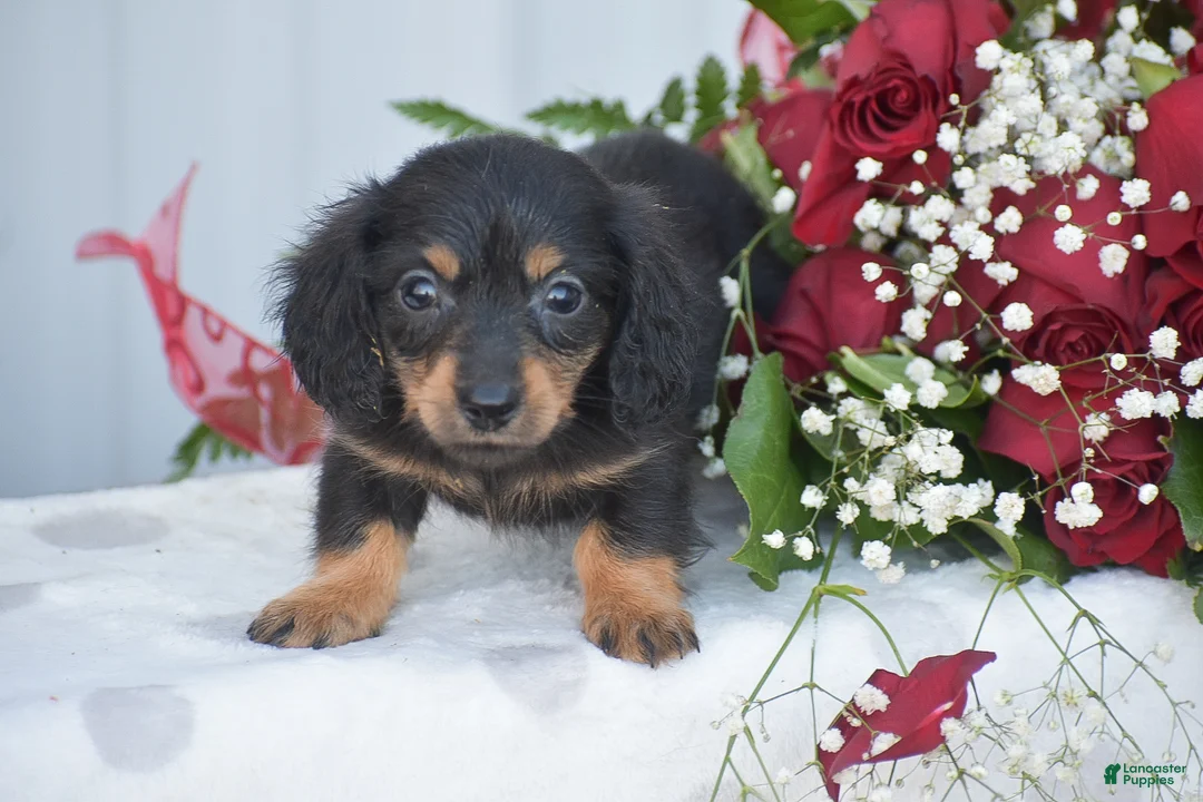 Miniature Dachshund dogs for sale: Abigail - Ad 2