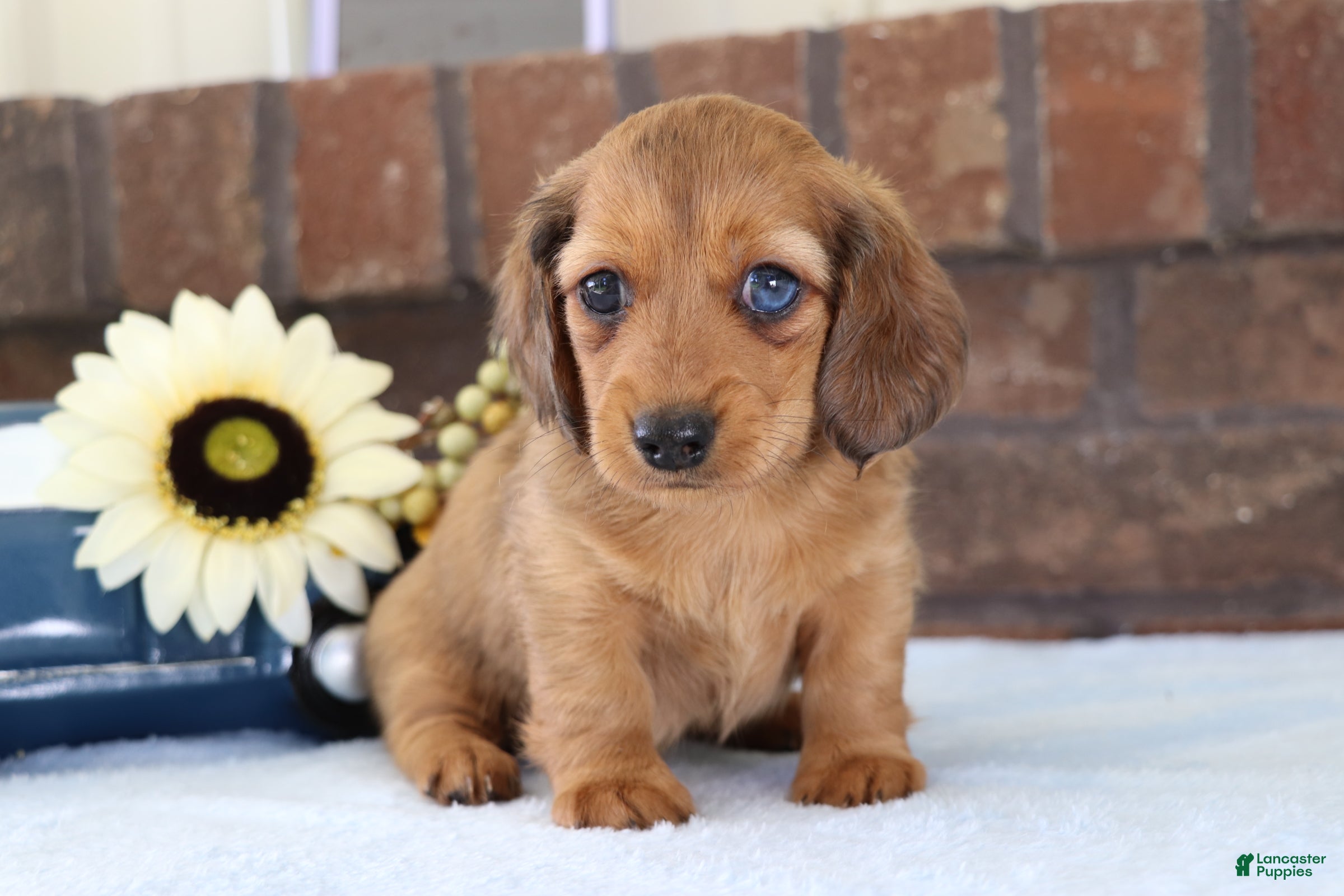 Dachshund dogs Sammy - Ad 2