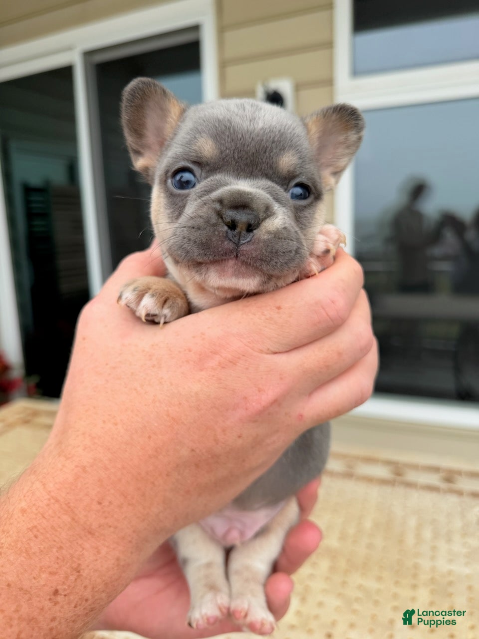 French Bulldog dogs for sale: Bruno - Ad 2