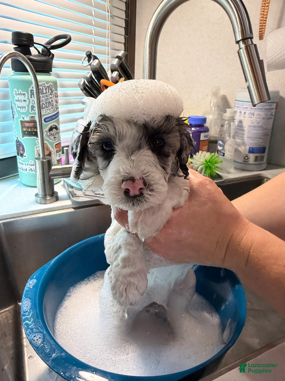 Miniature Poodle dogs for sale: Miniature Poodle Orange - Ad 2