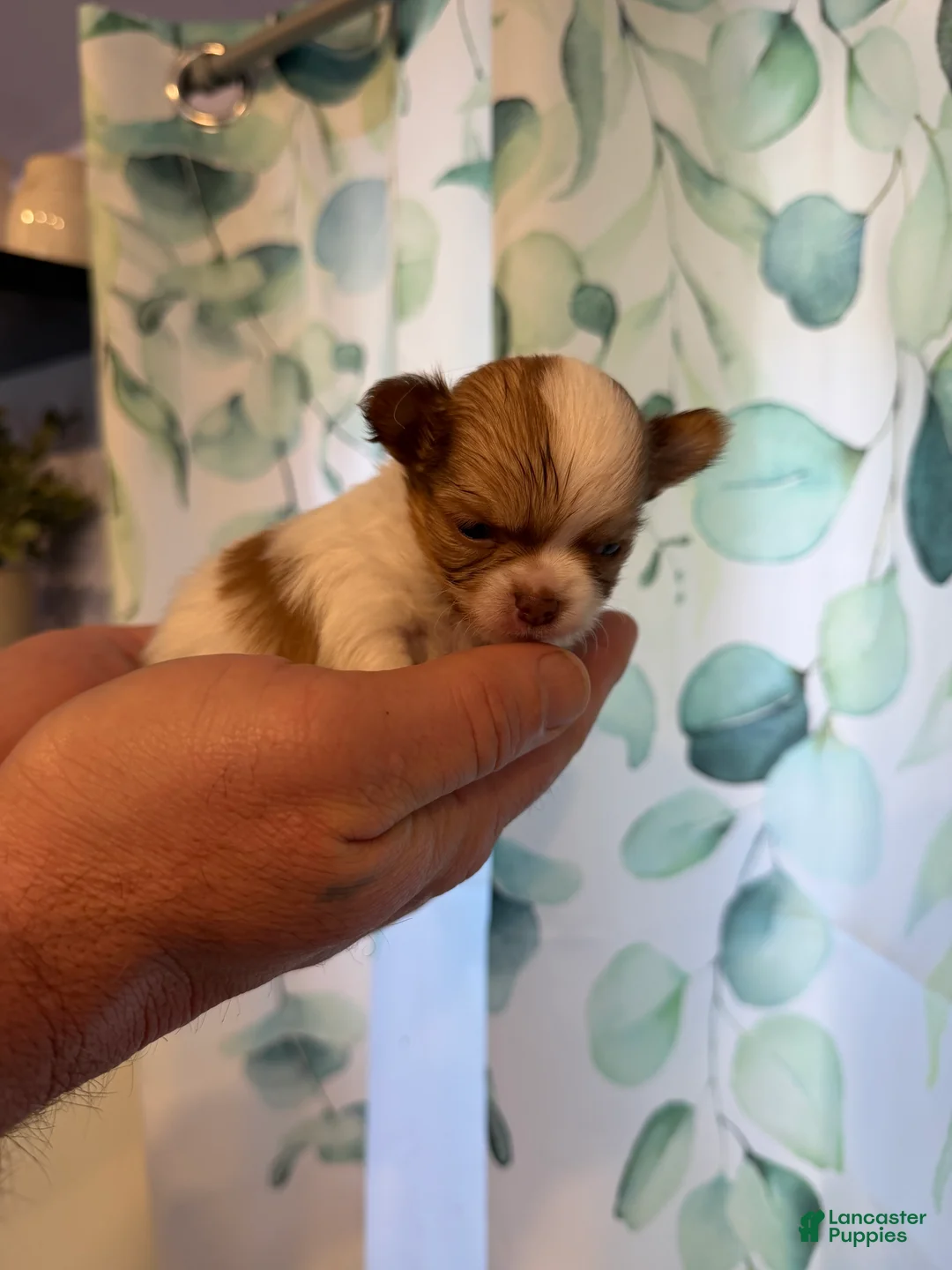 Chihuahua dogs for sale: Stig - Ad 2