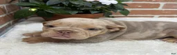 English Bulldog dogs for sale: Sophie - Ad 5