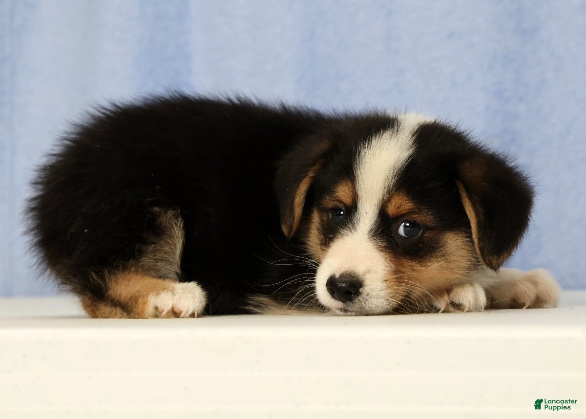 Mixed Breed dogs Denali - Ad 2