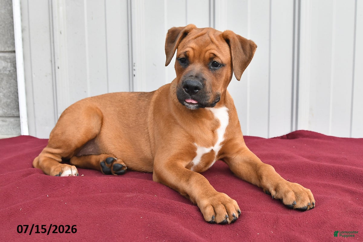 Mixed Breed dogs for sale: Betsy - Ad 3