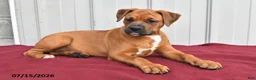 Mixed Breed dogs for sale: Betsy - Ad 1