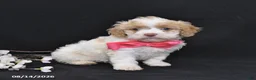Cavapoo dogs for sale: Orchid - Ad 5