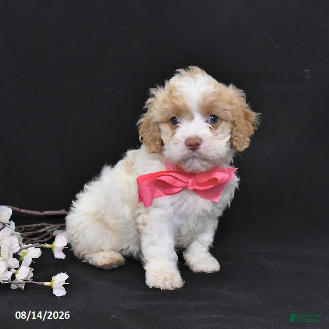 Cavapoo dogs for sale: Orchid - Ad 5