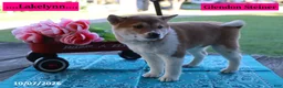 Shiba Inu dogs for sale: Lakelynn - Ad 5