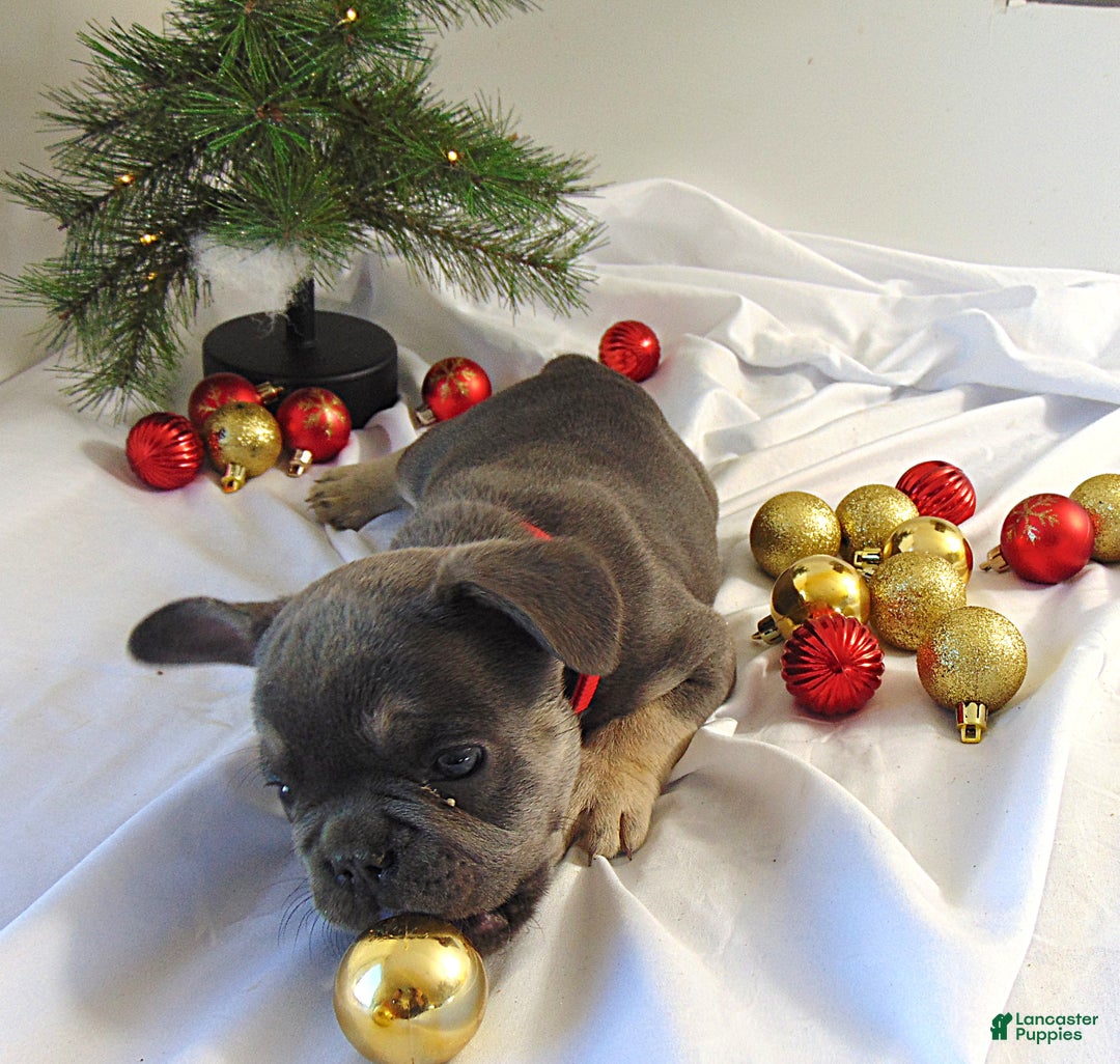 French Bulldog dogs for sale: Todd - Ad 7