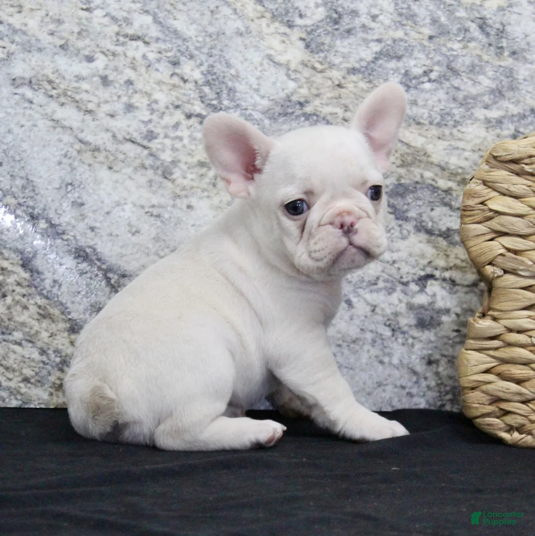 French Bulldog dogs for sale: Elsa - Ad 5