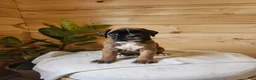 Boxer dogs for sale: Janko  - Ad 4