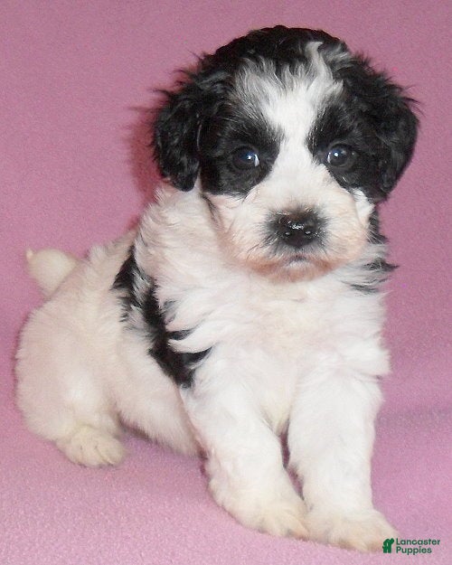 Mixed Breed dogs Roxie - Ad 9