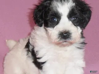 Mixed Breed dogs Roxie - Ad 9