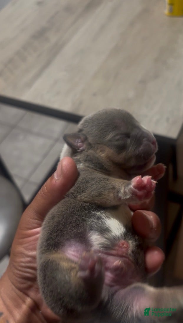 American Bully dogs American Bully 2 - Ad 17