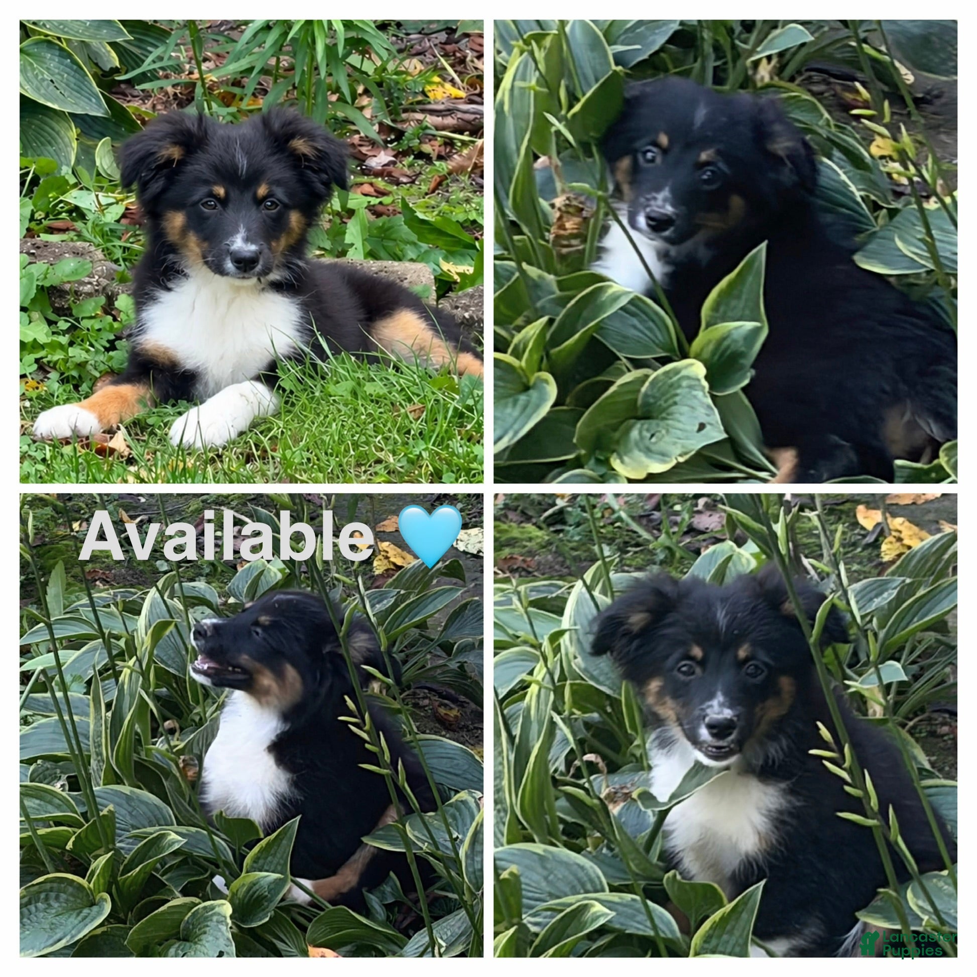 Miniature Australian Shepherd dogs Gray - Ad 38